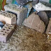 کبوتر|پرنده|زرند, |دیوار