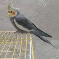 عروس هلندی و قناری معاوضه میکنم