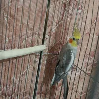 عروس هلندی نر