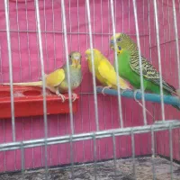 فروش پرنده