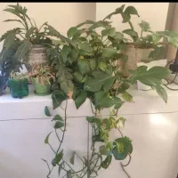 باکس ام دی اف گلاسه