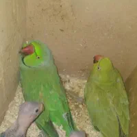 طوطی ملنگو