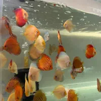 آبزی پرور آمازون دیسکس تترا چانا آروانا وغیره