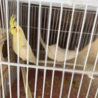 جفت عروس هلندی مولد