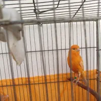 قناری پرتقالی رسمی قرص خون شلاقی دیوانه وار میزنه