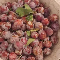 الو|خوردنی و آشامیدنی|نیشابور, گنبد سبز|دیوار