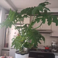 گلدون برگ انجیری بزرگ سالم و زیبا هیدروپونیک شده