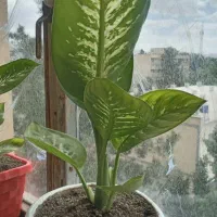 گل باگلدان