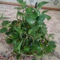گلای پتوس زیبا