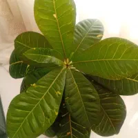 گل طبیعی کروتون