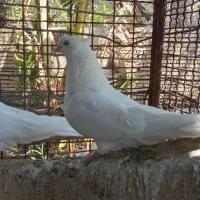 کفتر سفید چشم سفید