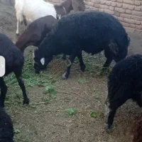 قوچ قره چال
