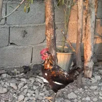 ی عدد خروس زیبا گلین لری۵ماهه سالم