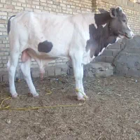 گوساله نر برای نذری ودام مناسب،سالم وخوشخوراک