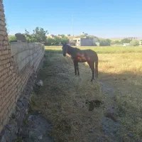 اسب|اسب و تجهیزات اسبسواری|الیگودرز, |دیوار