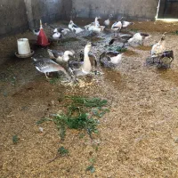 فروش ۶عددغوغاز