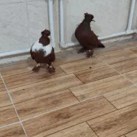 ککلیلی|پرنده|اردبیل, |دیوار