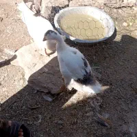 غاز