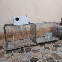 قفس پرنده