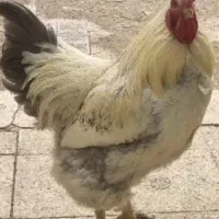 یک عدد خروس
