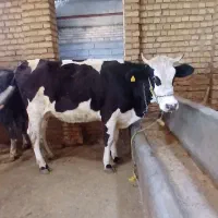گاوتلیسهشکمدوم