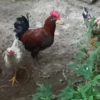 تعدادی خروس ۴۰ تاج گلین جون بالغ فروش یا معاوضه