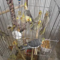 عروس هلندی نرو ماده
