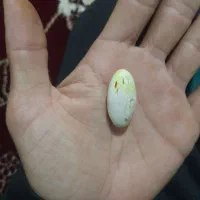 مهره اصلی
