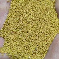 فروش بذر یونجه