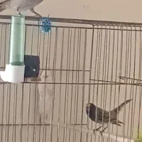 گلبسر مست زعفرانی سهره قناری