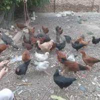 جوجه مرغ