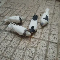 یک جفت کفتر جفتگاه