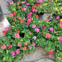 خدمات کارهای باغبانی،باغ و باغچه اپارتمانی