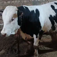 گوساله سمنتال نر
