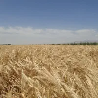 جو بهاره