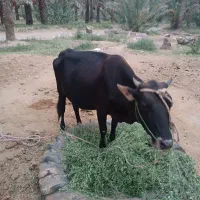 گاو|حیوانات مزرعه|رودخانه, |دیوار