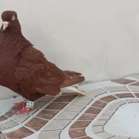 نر با کیفیت