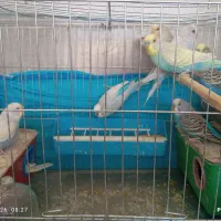 مرغ عشق
