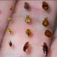 سم پاشی و طعمه گذاری