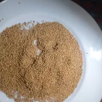 فروش بذر یونجه