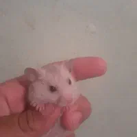 با پرنده عوض میکنم