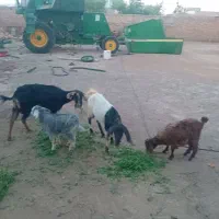 دو راس بز  با بزغاله اسرائیلی