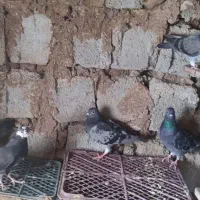 کبوتر