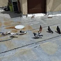 کفتر پرشی سربری کشتنی ۹تا نقشی معاوضه دارم|پرنده|فلاورجان, |دیوار