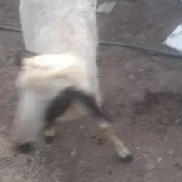 بره نره