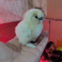جوجه تزئینی/کاکلی پاپر