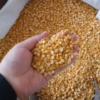 حبوبات همدان دست چین امسال وارزان