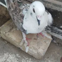 کبوتر