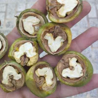 گردو|خوردنی و آشامیدنی|زرین دشت (همدان), |دیوار
