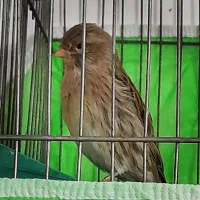 مرغ